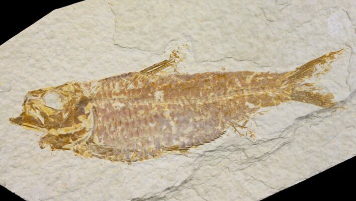 Fossil Fish (Knightia) - Wyoming #150635